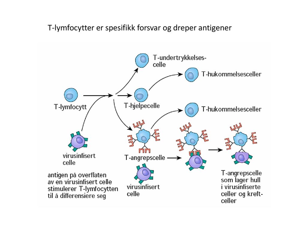 T-lymfocytter er spesifikk forsvar og dreper antigener