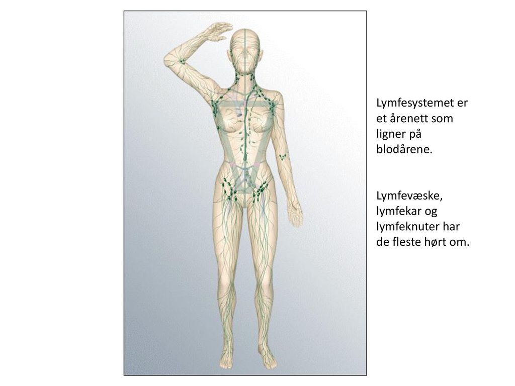 Lymfesystemet er et årenett som ligner på blodårene.