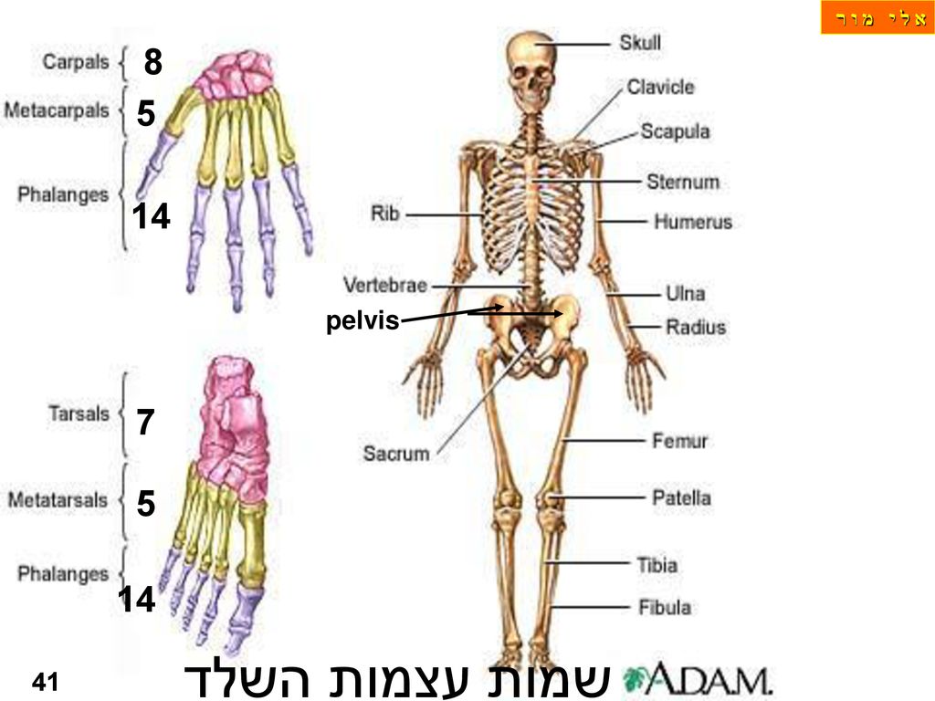 א ל י מ ו ר pelvis שמות עצמות השלד 41