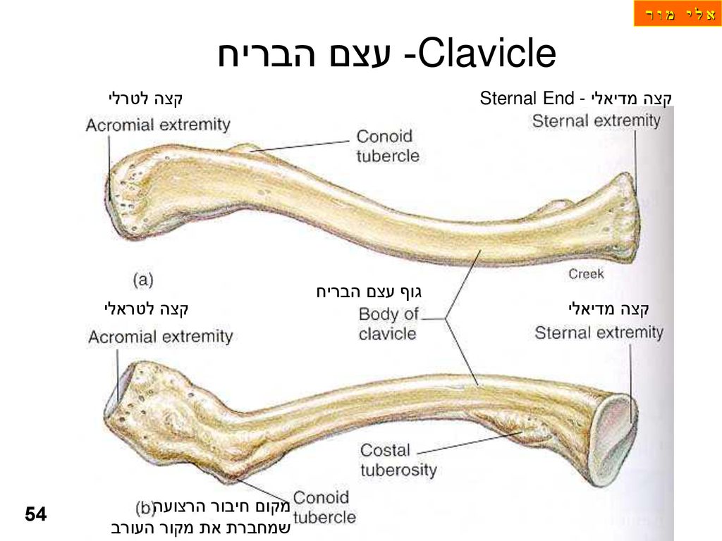 Clavicle- עצם הבריח 54 קצה לטרלי קצה מדיאליSternal End - גוף עצם הבריח
