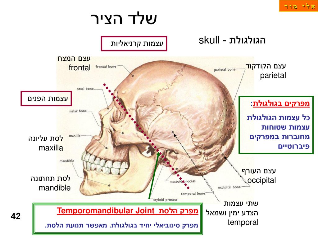 שלד הציר הגולגולת -skull 42 עצמות קרניאליות עצם המצח frontal