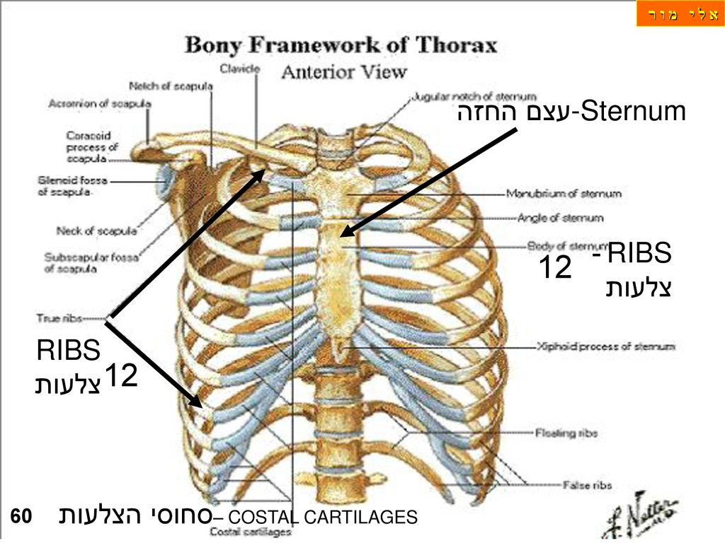 Sternum עצם החזה RIBS -צלעות RIBS צלעות 60