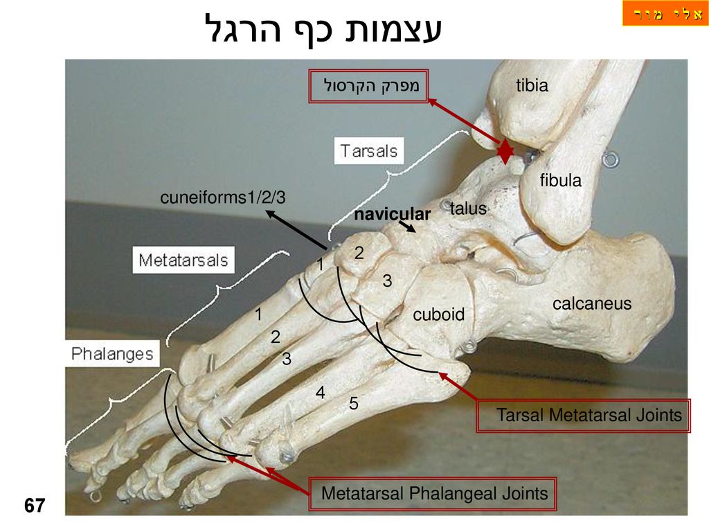 עצמות כף הרגל 67 מפרק הקרסול tibia fibula cuneiforms1/2/3 talus