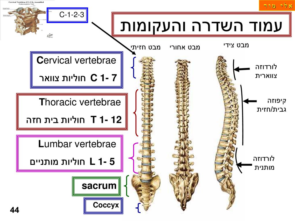 עמוד השדרה והעקומות Cervical vertebrae C 1- 7 חוליות צוואר
