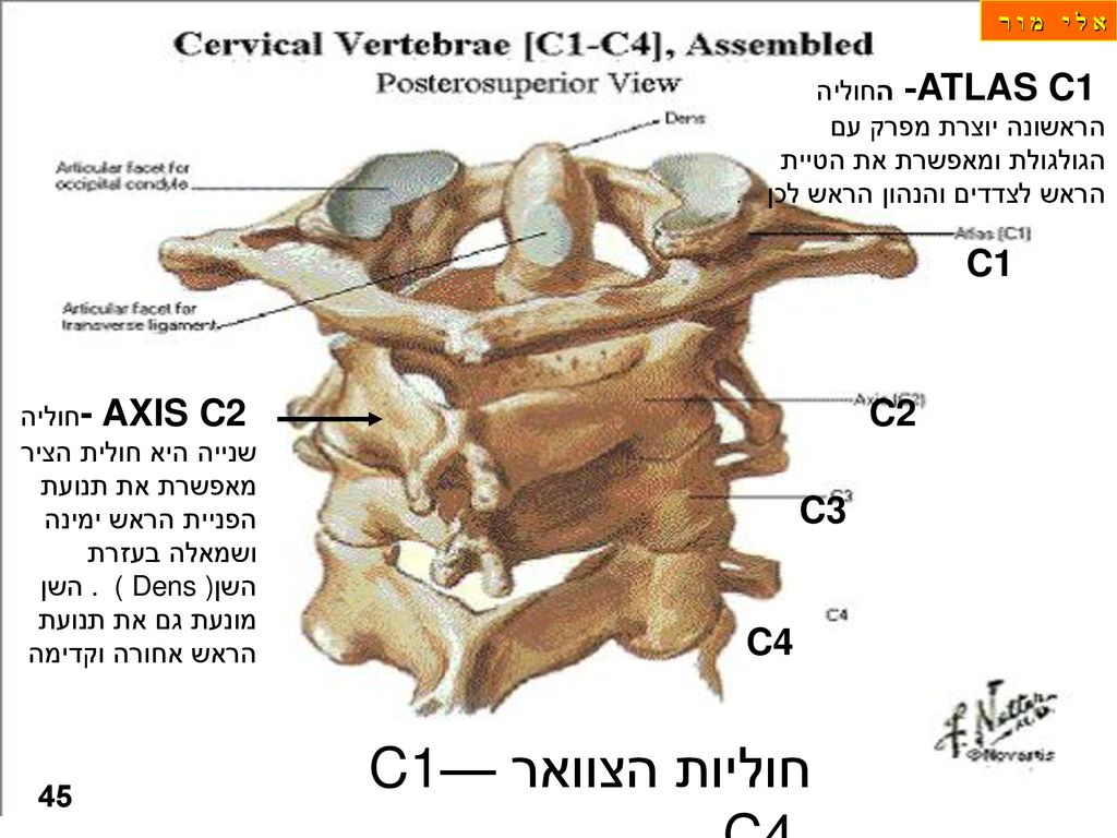 א ל י מ ו ר ATLAS C1 - החוליה הראשונה יוצרת מפרק עם הגולגולת ומאפשרת את הטיית הראש לצדדים והנהון הראש לכן .