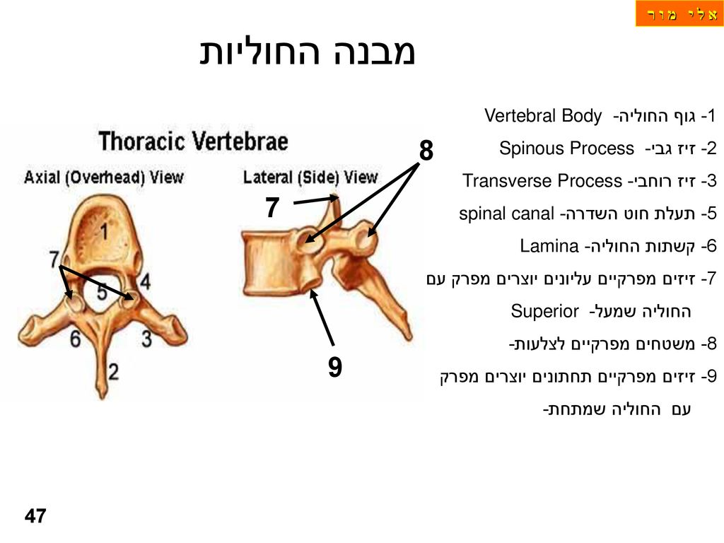 מבנה החוליות גוף החוליה- Vertebral Body