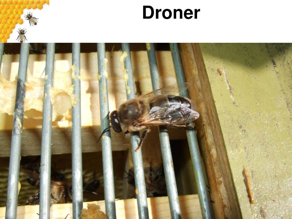 Droner Droner er hannbier. Deres hovedoppgave er å pare unge dronninger på sommeren.
