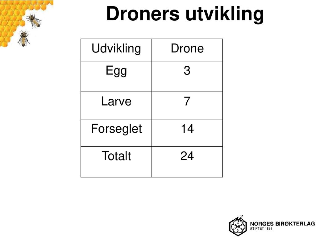 Droners utvikling Udvikling Drone Egg 3 Larve 7 Forseglet 14 Totalt 24