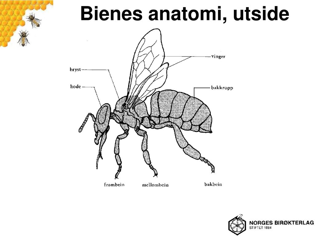 Bienes anatomi, utside