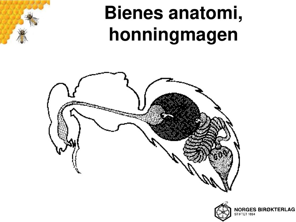 Bienes anatomi, honningmagen