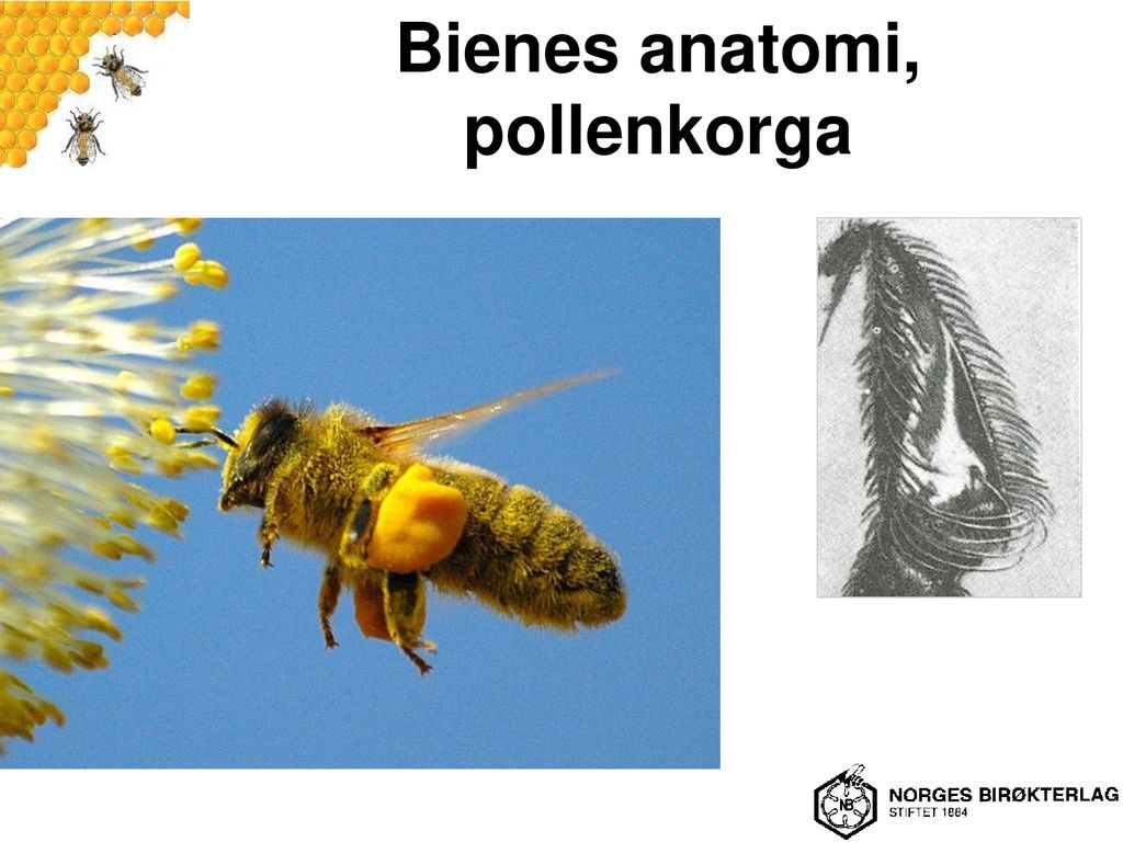 Bienes anatomi, pollenkorga