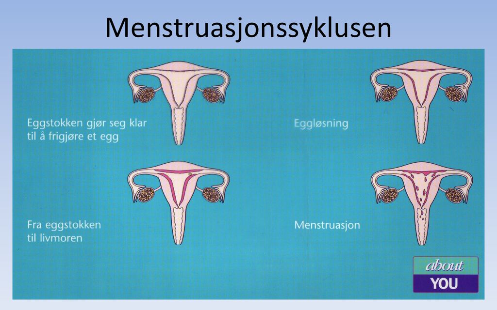 Menstruasjonssyklusen
