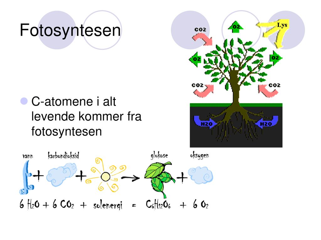 Fotosyntesen C-atomene i alt levende kommer fra fotosyntesen