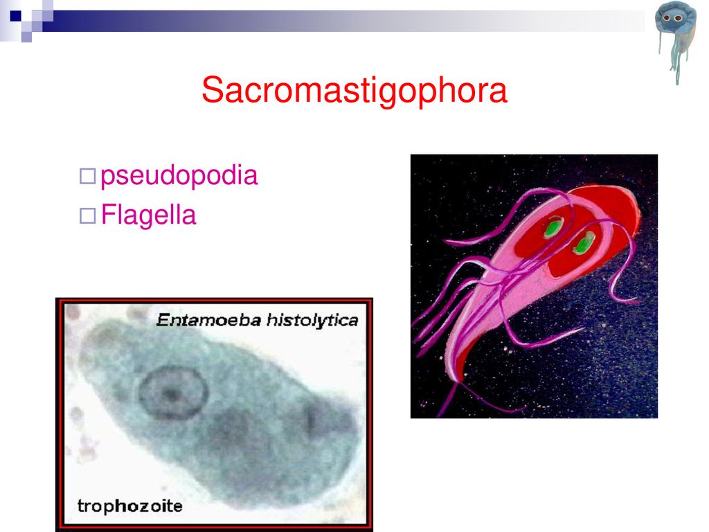 Sacromastigophora pseudopodia Flagella