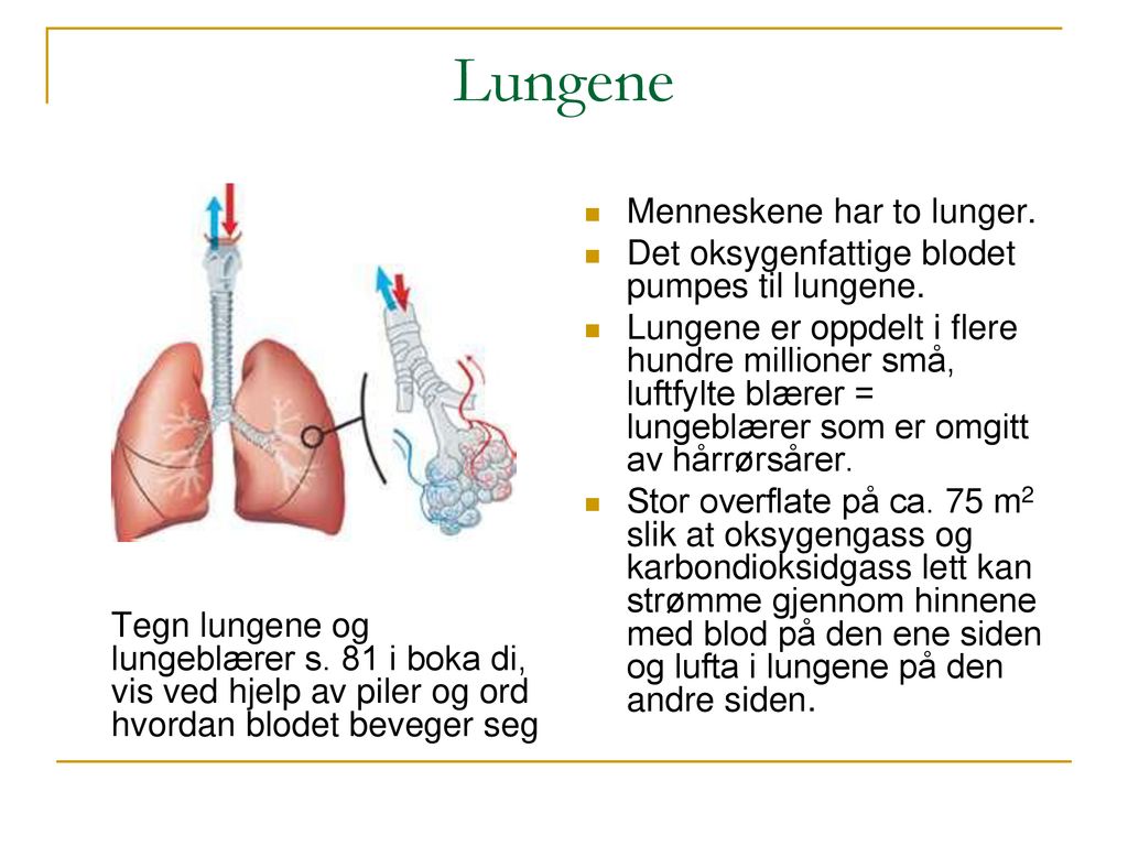 Lungene Menneskene har to lunger.