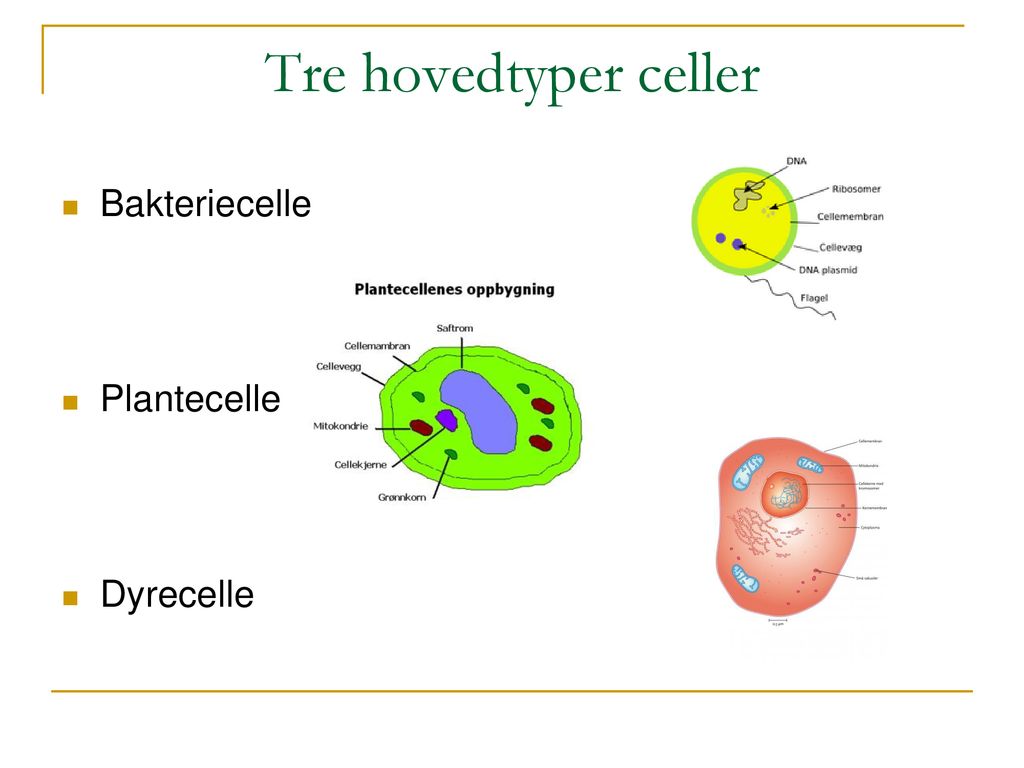 Tre hovedtyper celler Bakteriecelle Plantecelle Dyrecelle