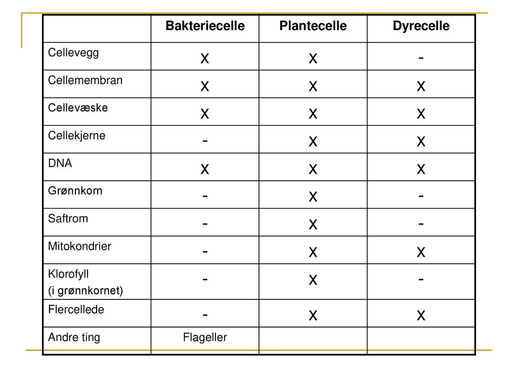 x - Bakteriecelle Plantecelle Dyrecelle Cellevegg Cellemembran