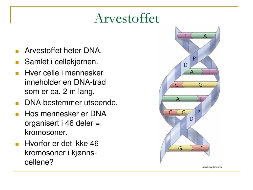 Arvestoffet Arvestoffet heter DNA. Samlet i cellekjernen.
