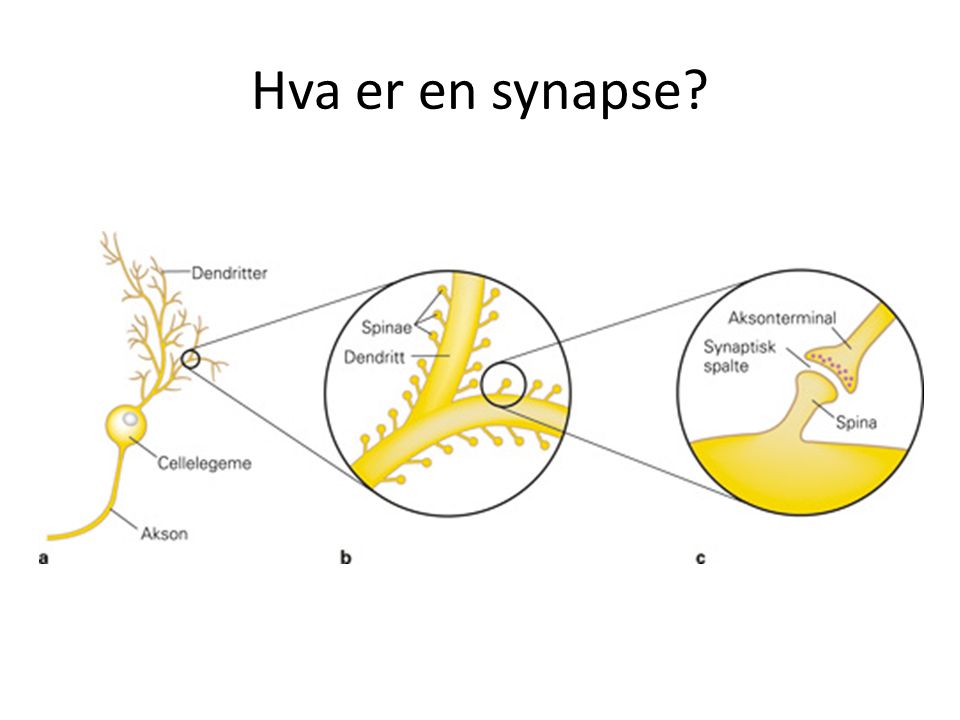 Hva er en synapse