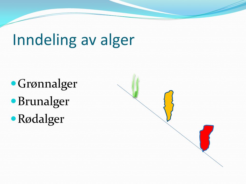 Inndeling av alger Grønnalger Brunalger Rødalger