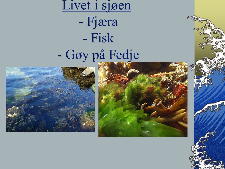 Livet i sjøen - Fjæra - Fisk - Gøy på Fedje