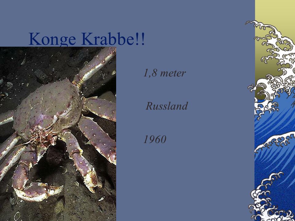 Konge Krabbe!! 1,8 meter Russland 1960