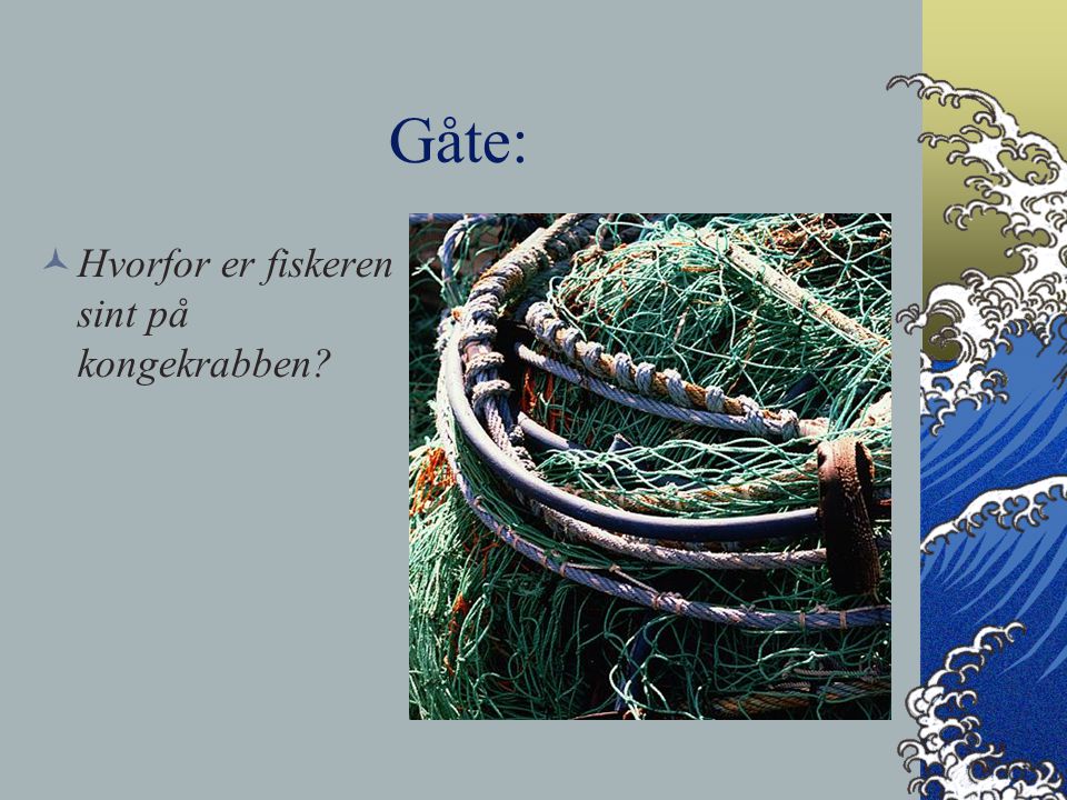 Gåte: Hvorfor er fiskeren sint på kongekrabben