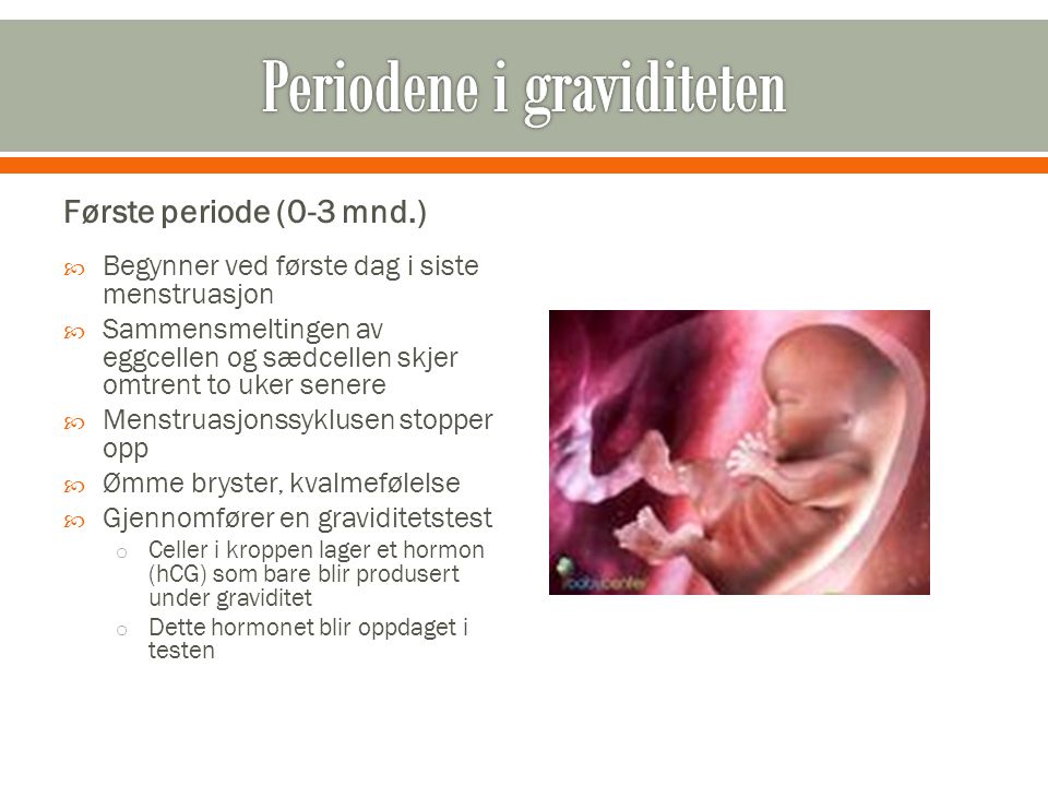 Periodene i graviditeten