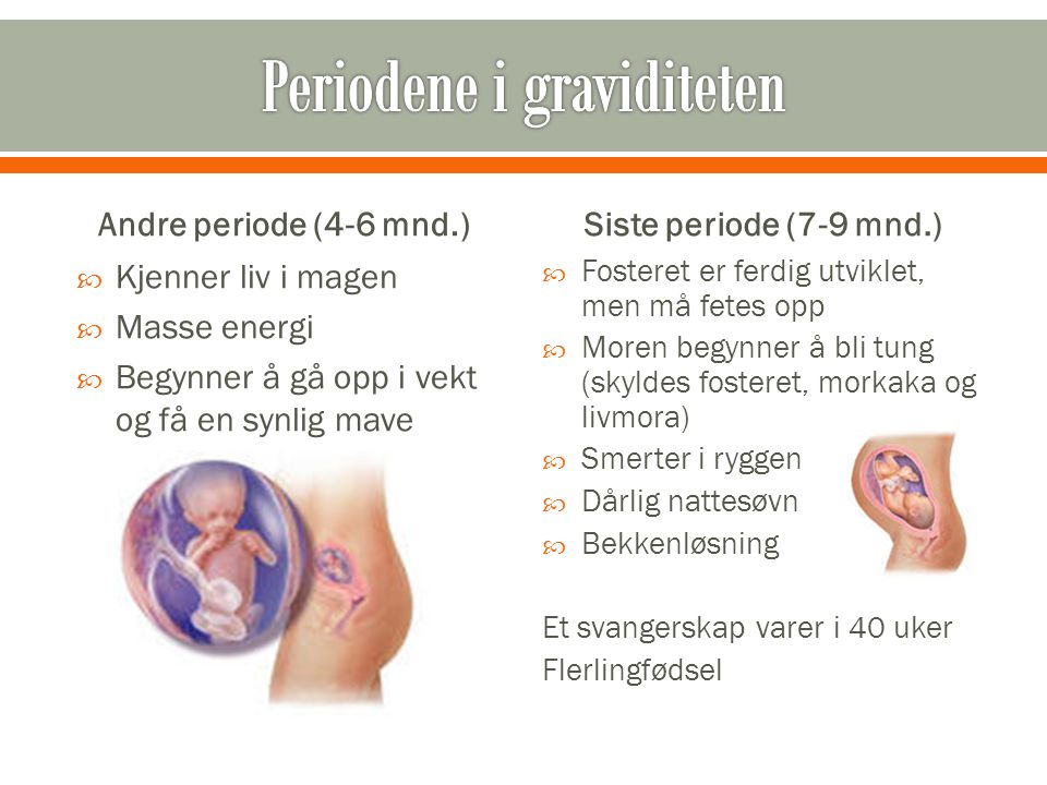 Periodene i graviditeten