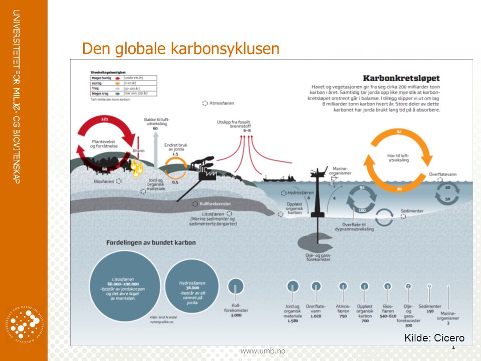 Den globale karbonsyklusen