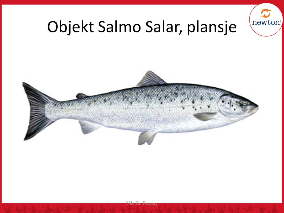 Objekt Salmo Salar, plansje
