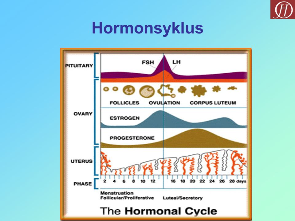 Hormonsyklus