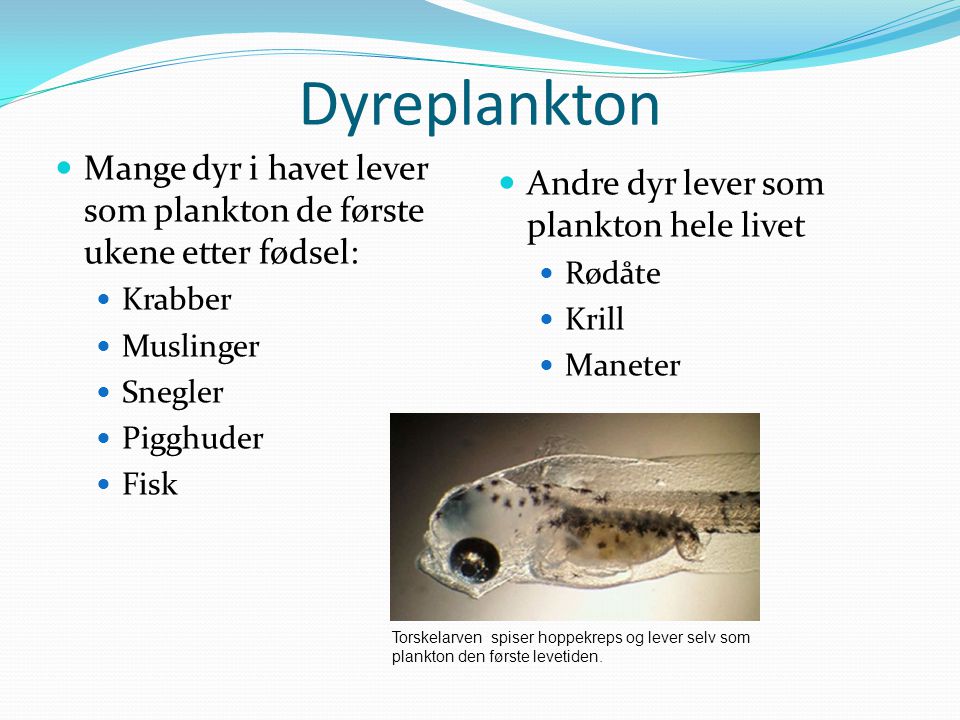 Dyreplankton Mange dyr i havet lever som plankton de første ukene etter fødsel: Krabber. Muslinger.