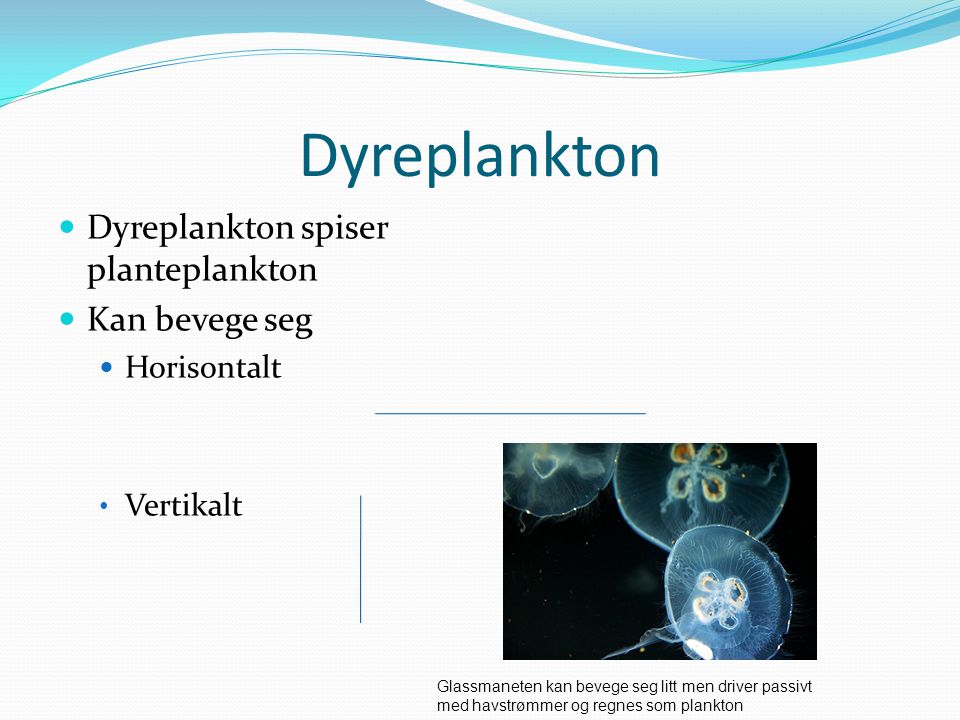 Dyreplankton Dyreplankton spiser planteplankton Kan bevege seg