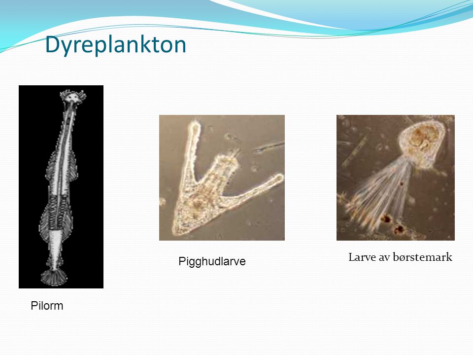Dyreplankton Larve av børstemark Pigghudlarve Pilorm