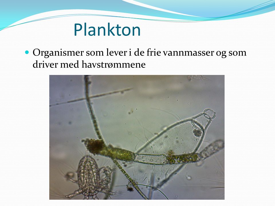 Plankton Organismer som lever i de frie vannmasser og som driver med havstrømmene