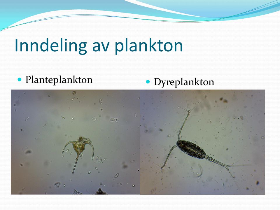 Inndeling av plankton Planteplankton Dyreplankton