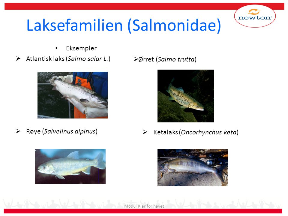 Laksefamilien (Salmonidae)