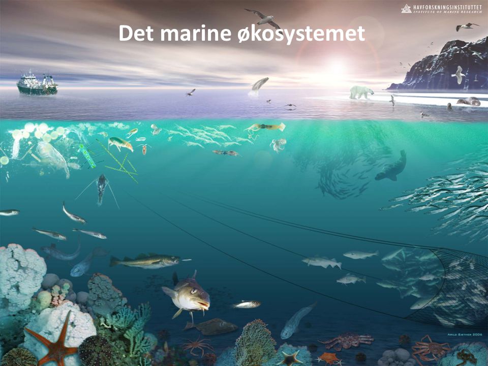 Det marine økosystemet