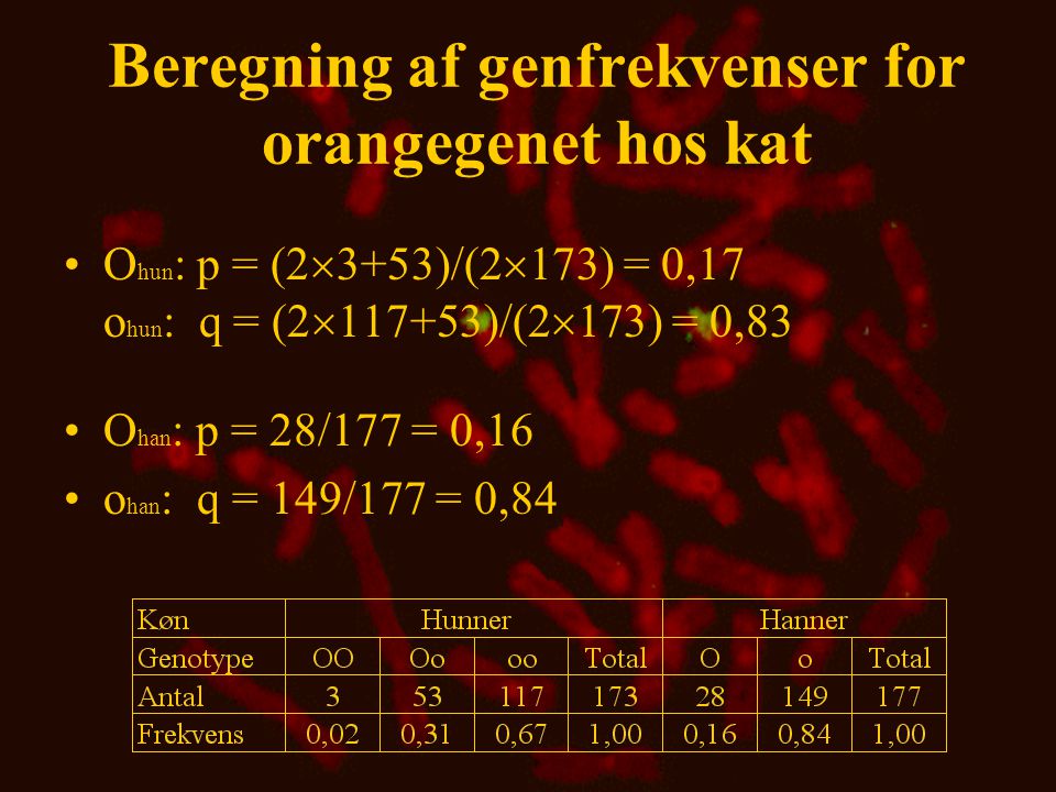 Beregning af genfrekvenser for orangegenet hos kat