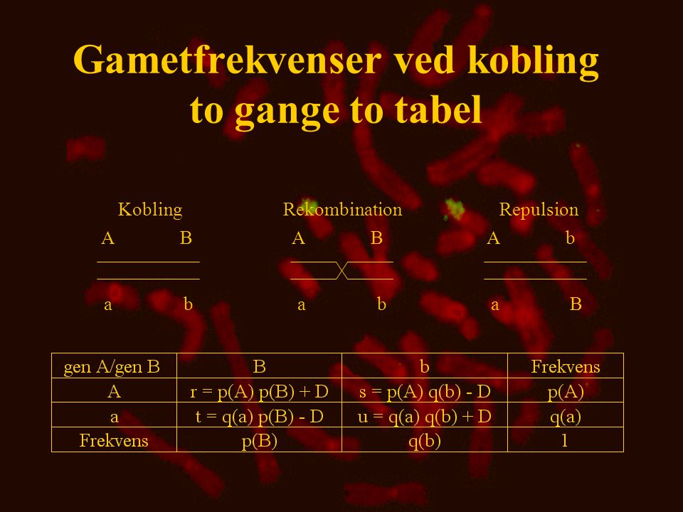 Gametfrekvenser ved kobling to gange to tabel