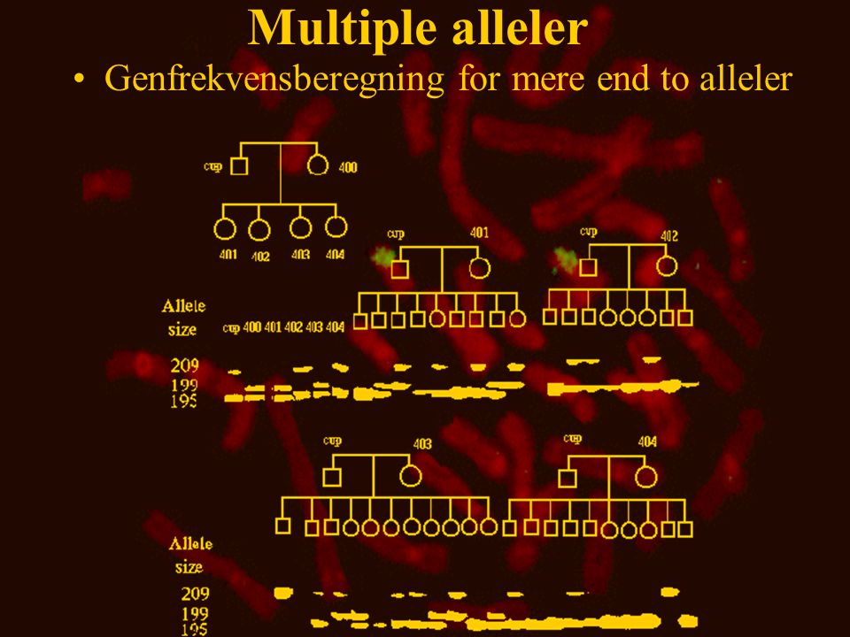 Multiple alleler Genfrekvensberegning for mere end to alleler