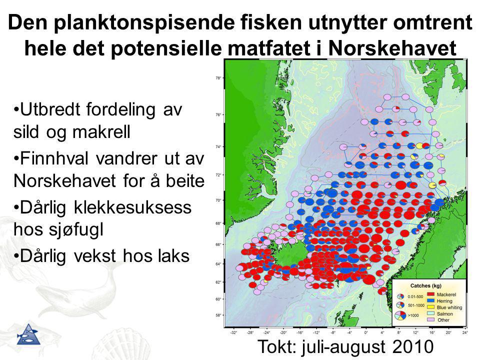 Den planktonspisende fisken utnytter omtrent hele det potensielle matfatet i Norskehavet