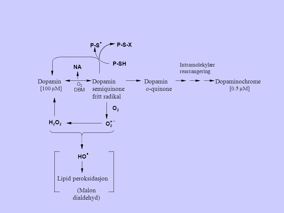 Dopamin Dopamin semiquinone fritt radikal Dopamin o-quinone