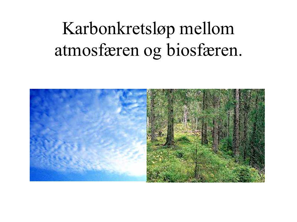 Karbonkretsløp mellom atmosfæren og biosfæren.