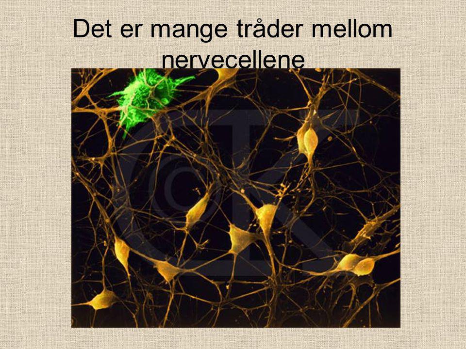 Det er mange tråder mellom nervecellene