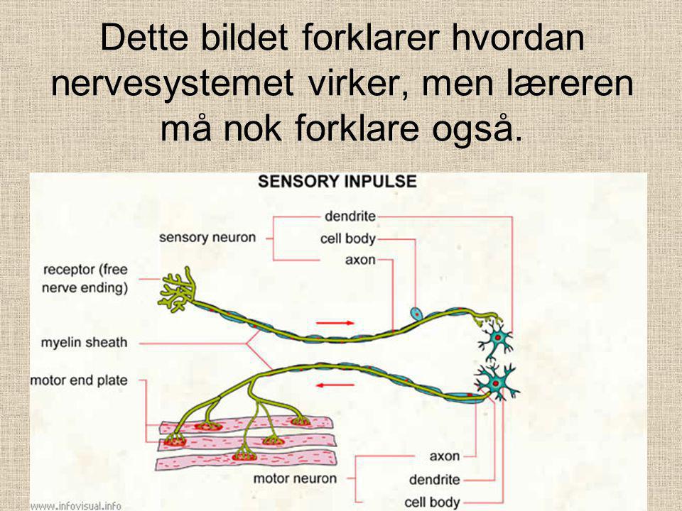 Dette bildet forklarer hvordan nervesystemet virker, men læreren må nok forklare også.