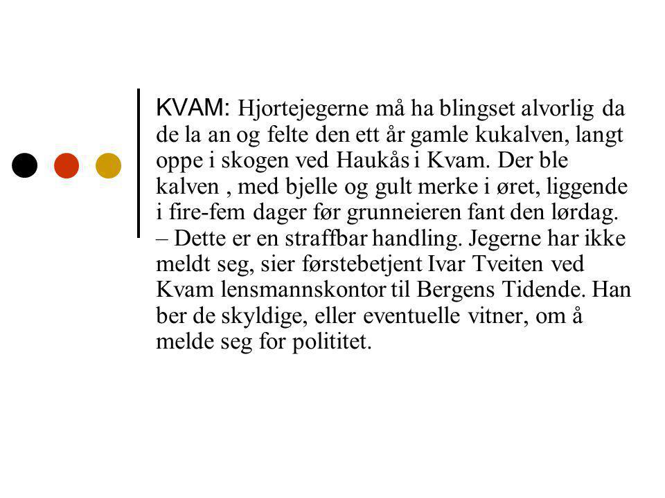 KVAM: Hjortejegerne må ha blingset alvorlig da de la an og felte den ett år gamle kukalven, langt oppe i skogen ved Haukås i Kvam.
