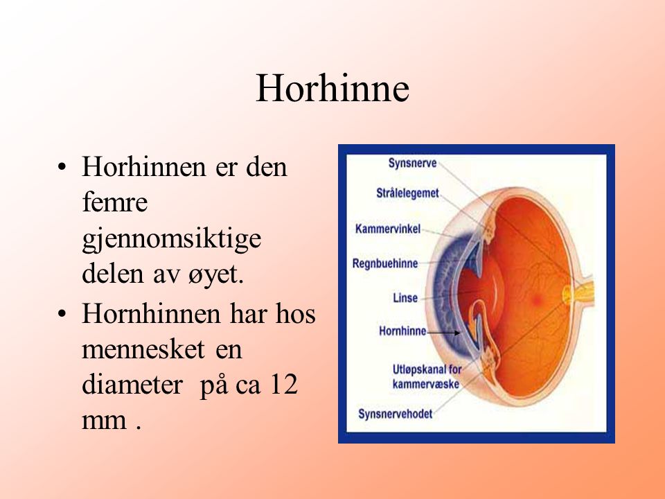 Horhinne Horhinnen er den femre gjennomsiktige delen av øyet.