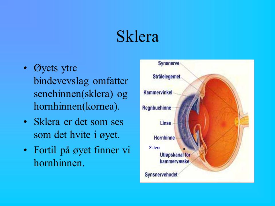 Sklera Øyets ytre bindevevslag omfatter senehinnen(sklera) og hornhinnen(kornea). Sklera er det som ses som det hvite i øyet.